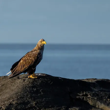 Eagle Bay - Waterfront Rorbu A * Sørvågen
